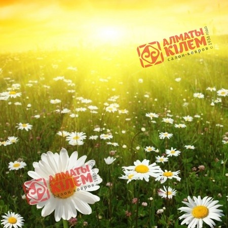 Наволочка шелк "Ромашковое поле"